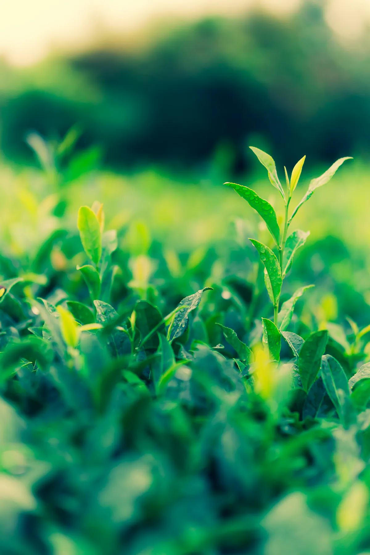 Brotes tiernos de té, verde brillante, iluminados por el sol