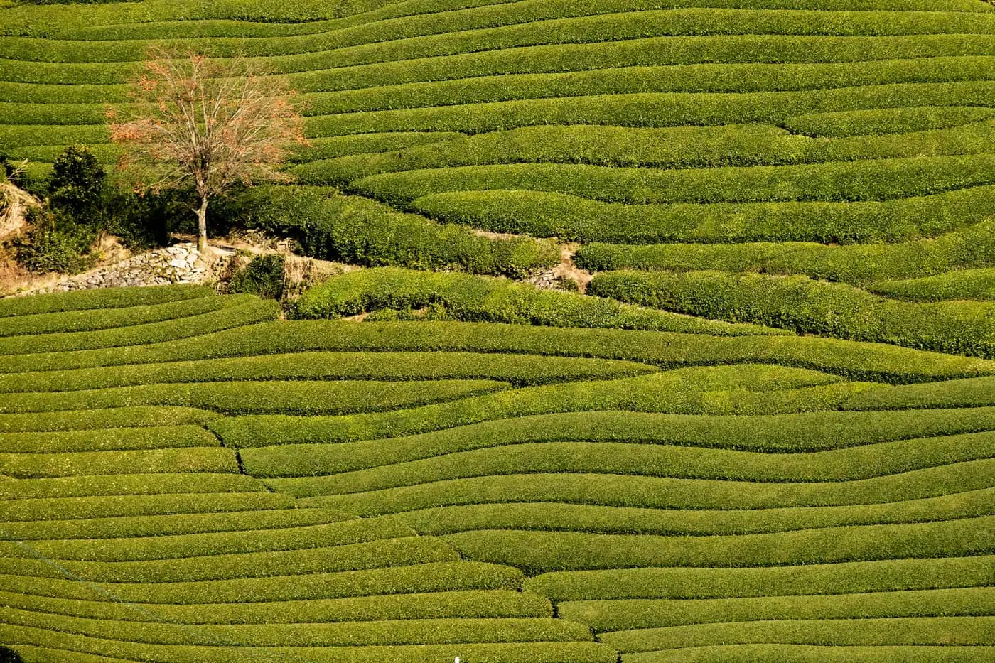 Colinas cubiertas de hileras de té con un árbol solitario