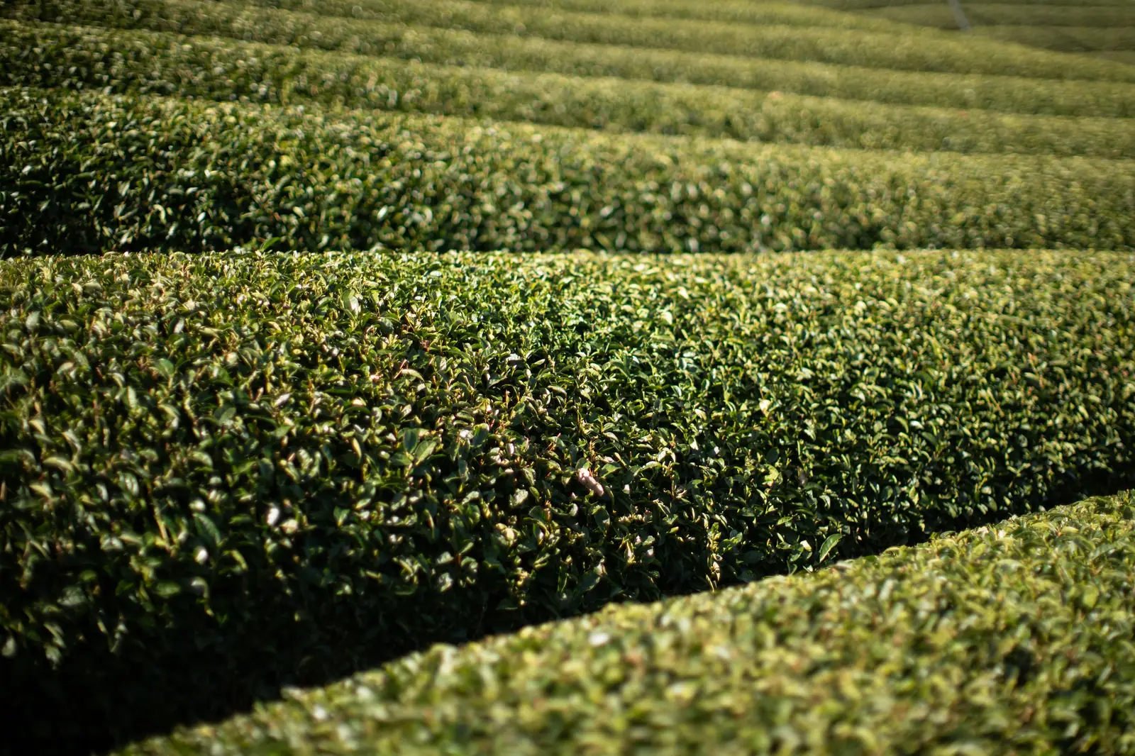 Hileras redondeadas de arbustos de té en un campo de Japón